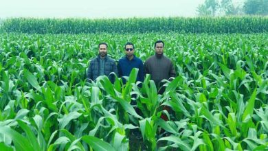 চিয়াসীড ও তরমুজের পাশাপাশি ভুট্টাচাষেও সফল তিনবন্ধু