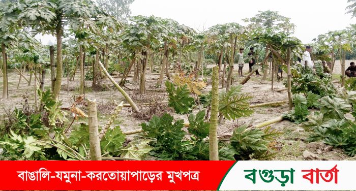 ধুনটে পুর্ব শক্রতার জেরে পেঁপে বাগানে হামলা করে গাছ কর্তন 